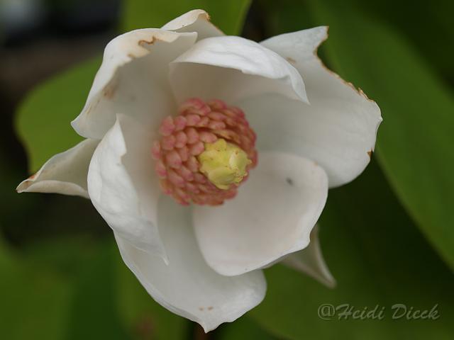 Magnolia sieboldii.JPG